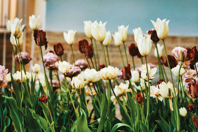 Close-up of white flowering plants on field