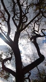 Low angle view of tree against sky