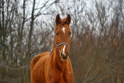 Portrait of a horse