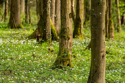 Trees in forest