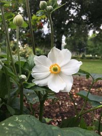 Close-up of white flowering plant