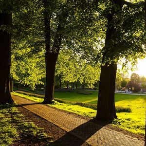 Trees in park