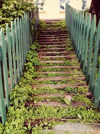 Plants growing in front of wall