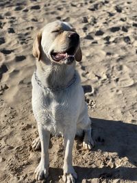 Dog standing on beach