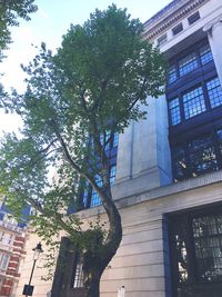 Low angle view of tree against building