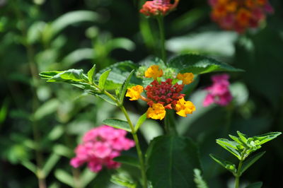 Close-up of flowering plant