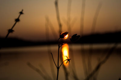 Close-up of silhouette plants against sky during sunset