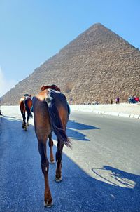 Man riding horses on land against sky