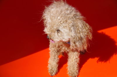 Close-up of dog in front of red