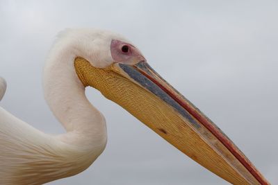 Close-up of pelican