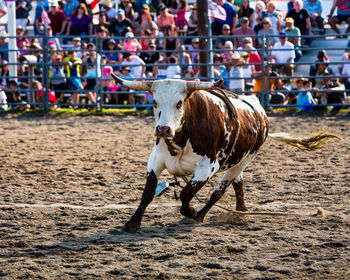 Bull running at bullring