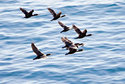 Flock of seagulls flying