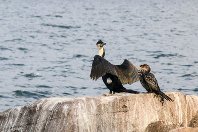 Birds perching on wood against sea