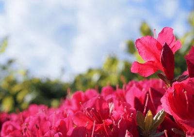 Close-up of red flowering plant