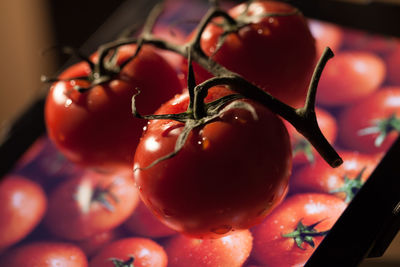 Close-up of cherry tomatoes