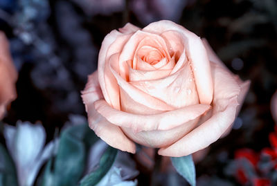 Close-up of rose flower