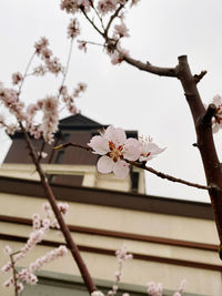 Low angle view of cherry blossom tree