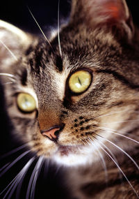 Close-up portrait of cat