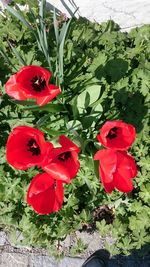 Close-up of red flower