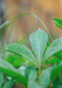 Close-up of wet plant