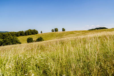 Scenic view of field against clear sky