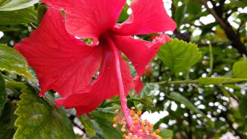 Close-up of red hibiscus flower