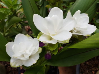 Close-up of white flowers