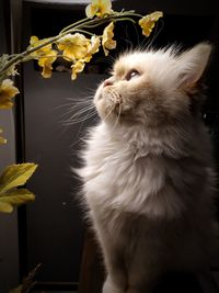 Close-up of cat looking away at home