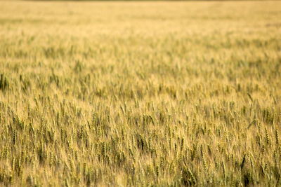 Full frame shot of wheat field