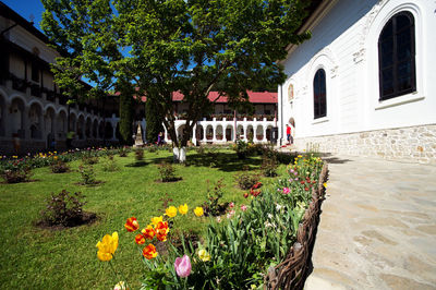 Flowers in front of house