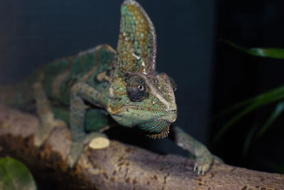 Ein camelion auf einem asr