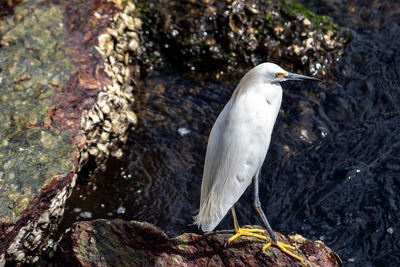 High angle view of bird perching on rock