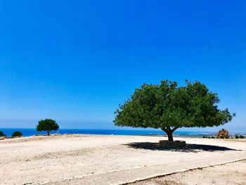 Trees on beach against clear blue sky