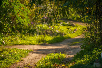 Footpath in park