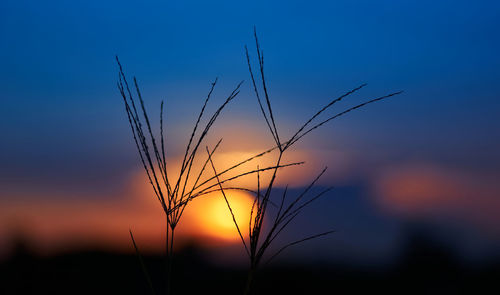 Close-up of stalks in field against sunset sky