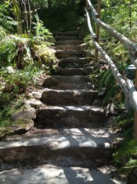 Staircase in forest