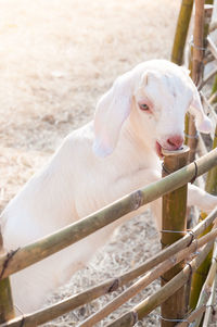 View of an animal pen