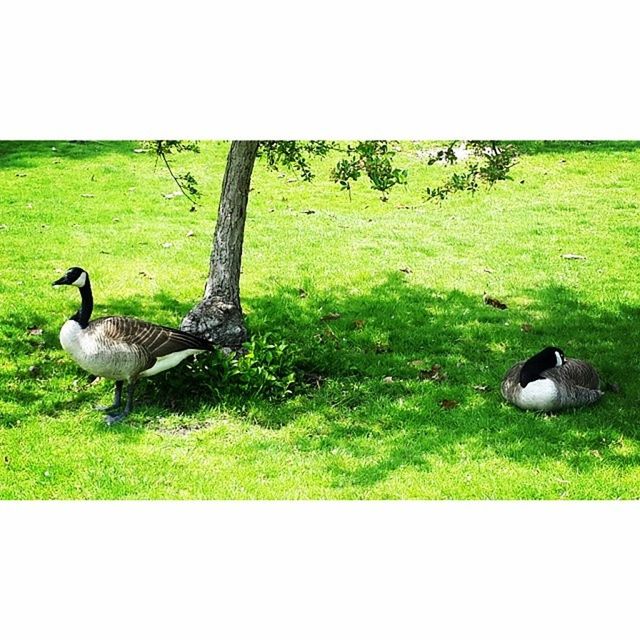 animal themes, bird, animals in the wild, grass, wildlife, field, grassy, green color, nature, medium group of animals, transfer print, two animals, togetherness, duck, landscape, auto post production filter, three animals, full length, no people