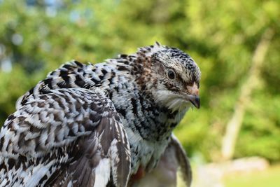 Close-up of a bird