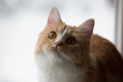 Close-up portrait of cat