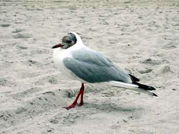 Seagull on beach