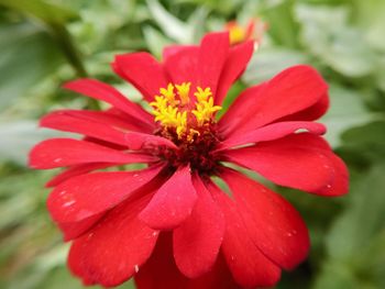 Close-up of red flower