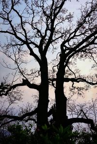 Silhouette tree against sky