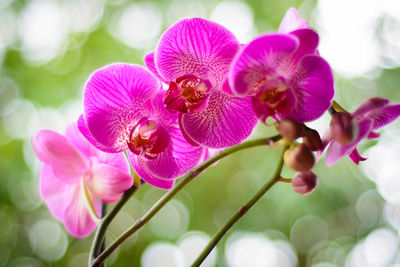 Close-up of pink flowering plant