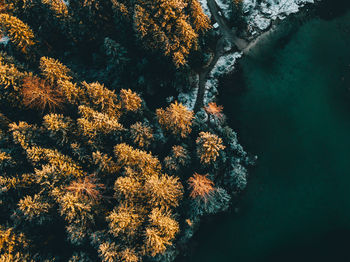 High angle view of autumn trees by river in forest
