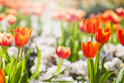 Close-up of orange tulips blooming on field