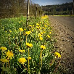 Yellow flowers blooming on field