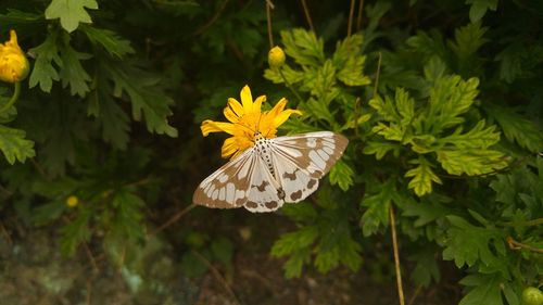 Close-up of yellow flower blooming outdoors