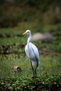White duck on field