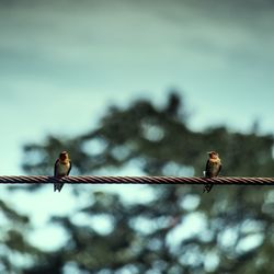 Low angle view of birds perching on cable